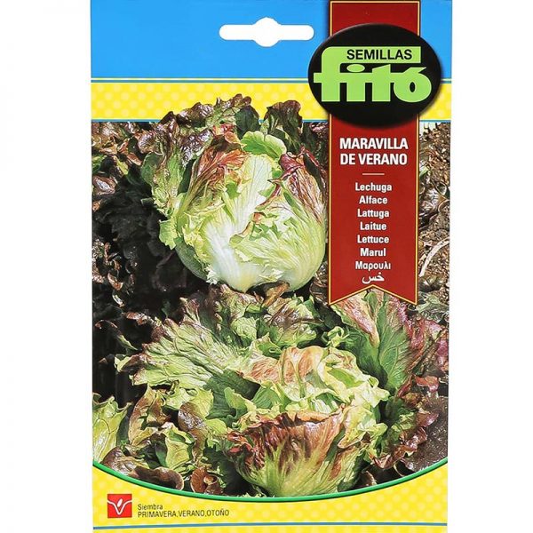 Fito Lettuce Summer Marvel Premium Quality Seeds