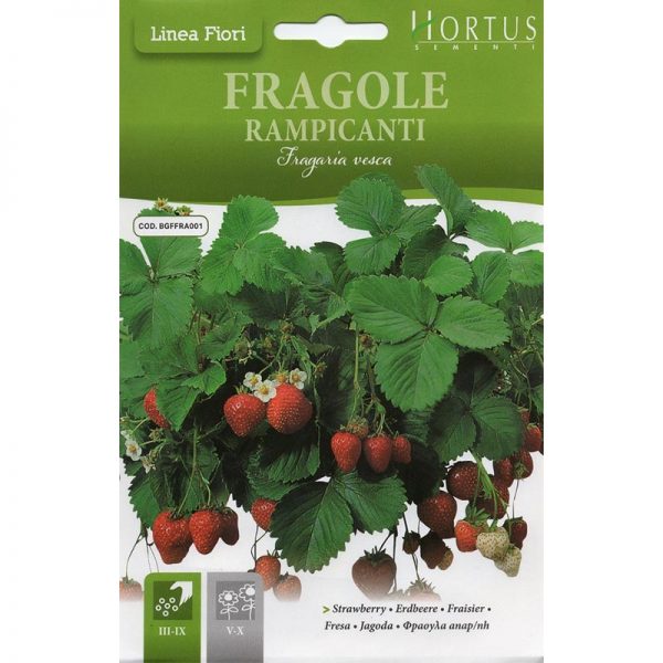Hortus Strawberry Premium Quality Seeds
